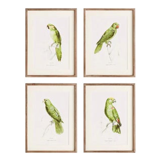 Parrot Illustrations - Set of 4 For Sale