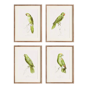 Parrot Illustrations - Set of 4