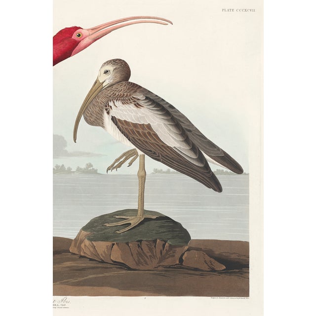 Scarlet Ibis by John James Audubon, Vintage Art Print Reproduction, 24" × 18" For Sale - Image 4 of 5