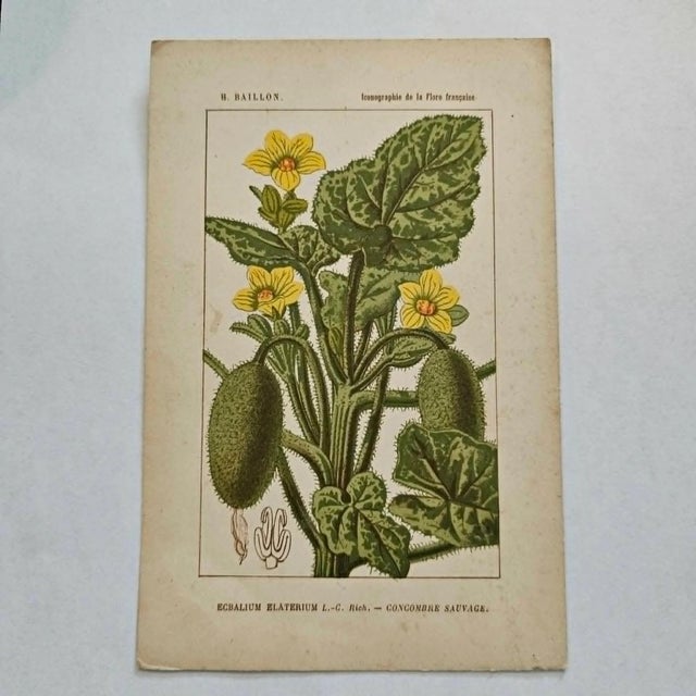 Original 19th-century French botanical lithograph by renowned botanist **Henri Ernest Baillon**, published in Paris...