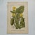 Original 19th-century French botanical lithograph by renowned botanist **Henri Ernest Baillon**, published in Paris...