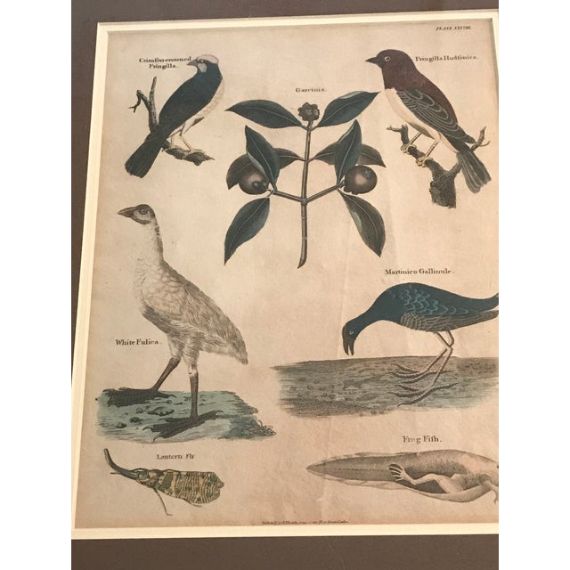 Pair 19th C Hand Colored Engravings of Extinct Species For Sale - Image 15 of 15