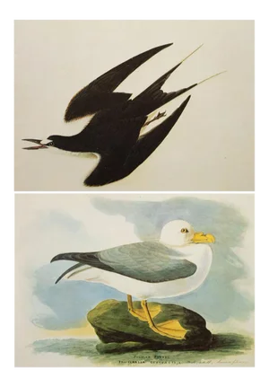 Sooty Tern and Fulmar Petrel After Audubon, 1966 Cottage Prints