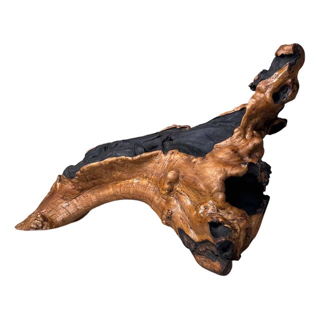 Wood Burl Wood, Japan, 1950s For Sale