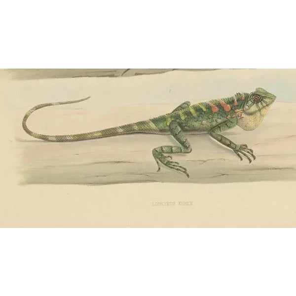 Mid 19th Century Schlegel, Herpetological Illustration of Green Crested Lizards, 1837, Print For Sale - Image 5 of 6