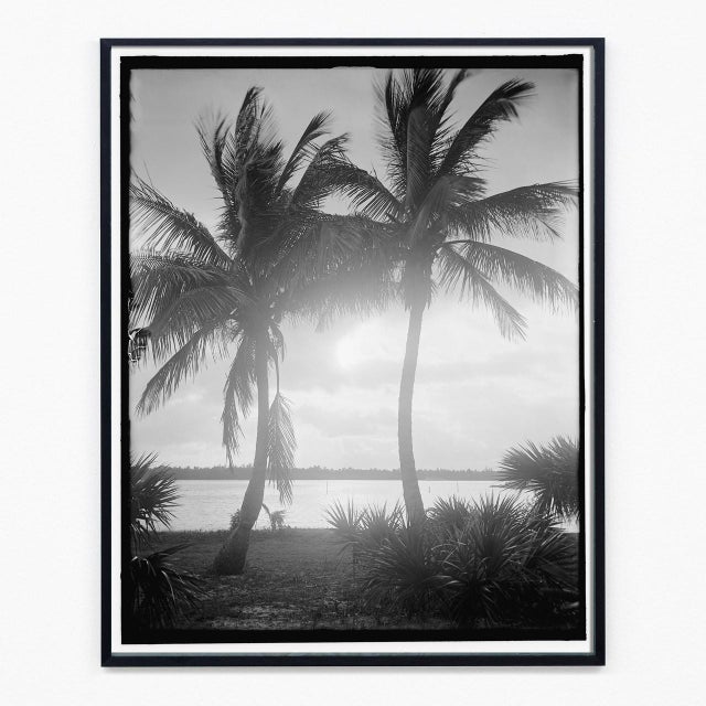 This sun-dappled palm tree was photographed in Palm Beach, Florida near the turn of the century. Reprinted from the...