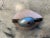 Marguerite Stix Shell Minaudiere with a Pearl and Cabochon Ruby Clasp circa 1965 For Sale - Image 4 of 11
