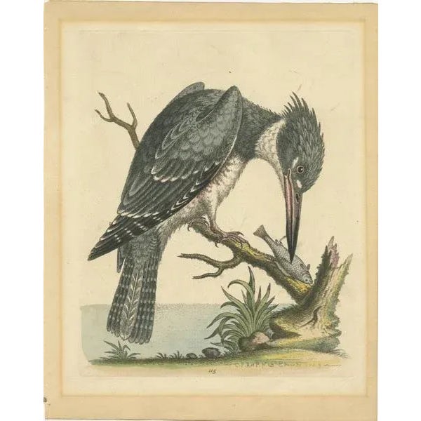 Original hand-colored antique bird print showing an american kingfisher from the book "a natural history of uncommon...