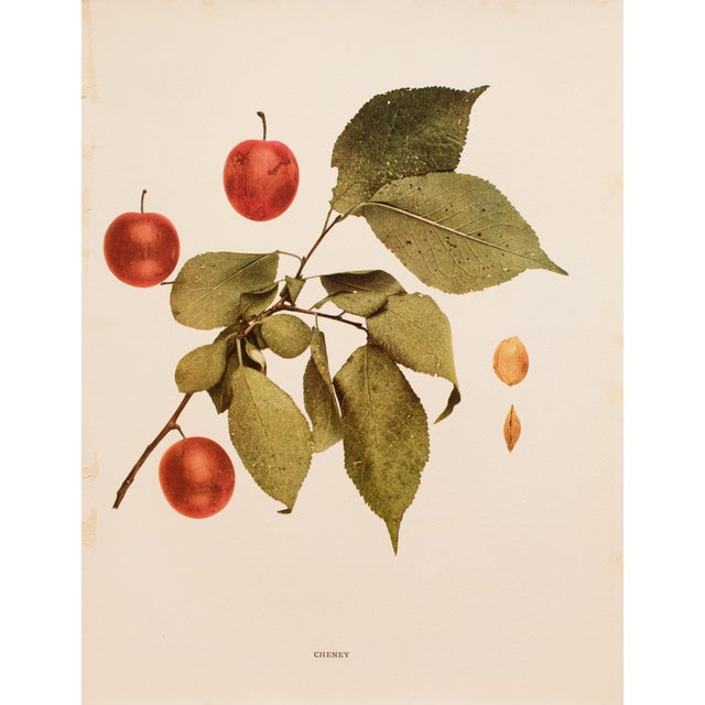 Paper 1900s U. P. Hedrick, Original Antique Photogravure of Cheney Plums For Sale - Image 7 of 7