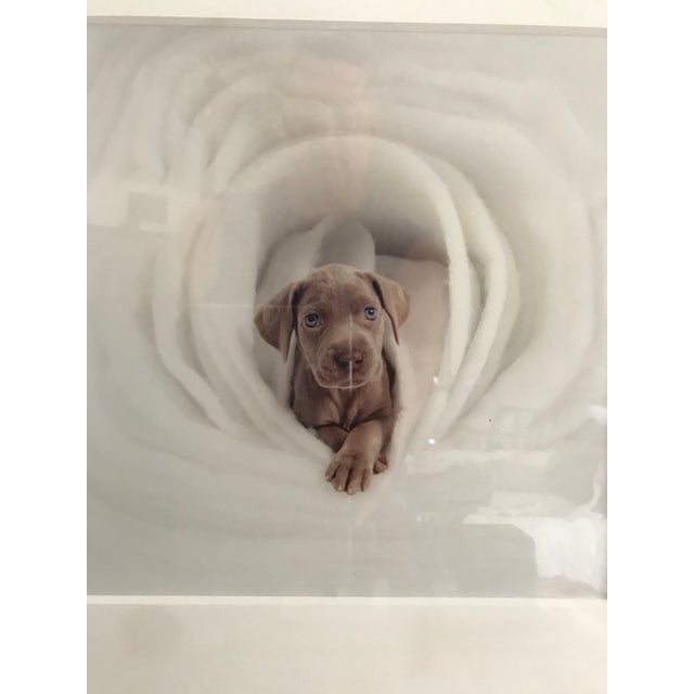 1980s Framed William Wegman Photo “ Puppy Series” Signed For Sale In Jacksonville, FL - Image 6 of 8