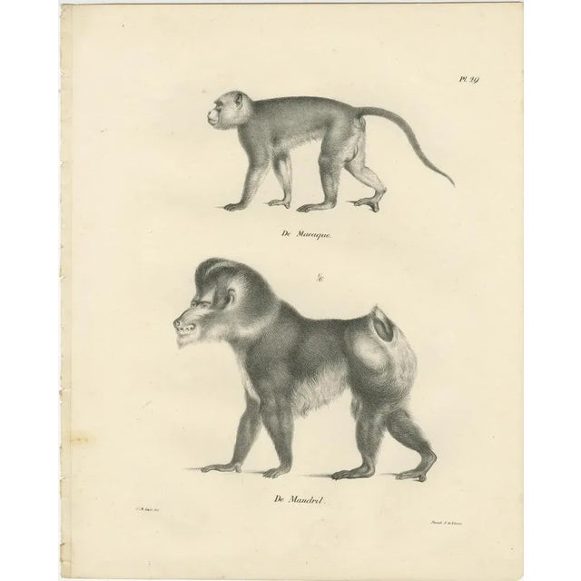 This image presents two lithographs depicting different species of primates, drawn by Carel Christiaan Antony Last and...