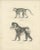 This image presents two lithographs depicting different species of primates, drawn by Carel Christiaan Antony Last and...