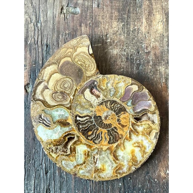 Vintage Fossilized Ammonite Specimen For Sale - Image 11 of 12