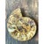 Vintage Fossilized Ammonite Specimen For Sale - Image 11 of 12