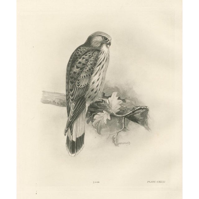 Lilian M. Medland, Common Kestrel, 1908, Monochrome Ornithological Plate For Sale - Image 3 of 9