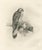 Lilian M. Medland, Common Kestrel, 1908, Monochrome Ornithological Plate For Sale - Image 3 of 9