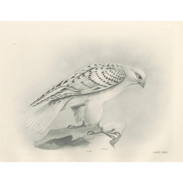 Lilian M. Medland, Greenland Gyrfalcon Bird, 1908, Monochrome Ornithological Plate For Sale - Image 3 of 9