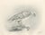 Lilian M. Medland, Greenland Gyrfalcon Bird, 1908, Monochrome Ornithological Plate For Sale - Image 3 of 9