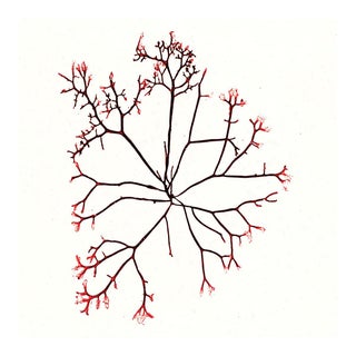 Bradbury Seaweeds 07, Unframed Artwork For Sale