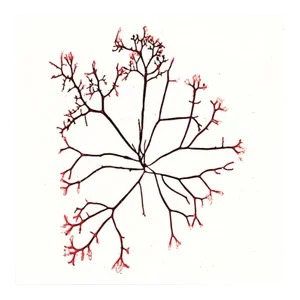 Bradbury Seaweeds 07, Unframed Artwork