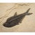 Fossil Fish Mural 8016gm From the Green River Formation, Wyoming For Sale - Image 4 of 5