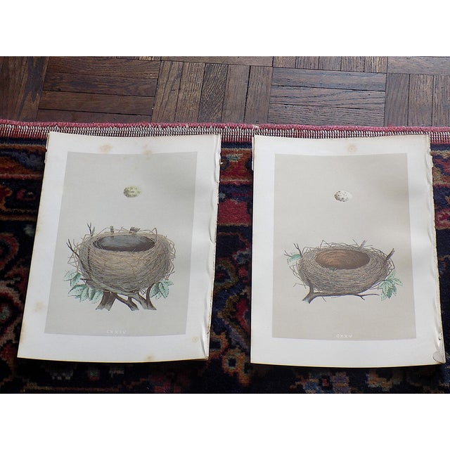 This set of twelve (12) authentic antique 19th century hand colored stone lithographs (not offset) by Reverend F.O. Morris...