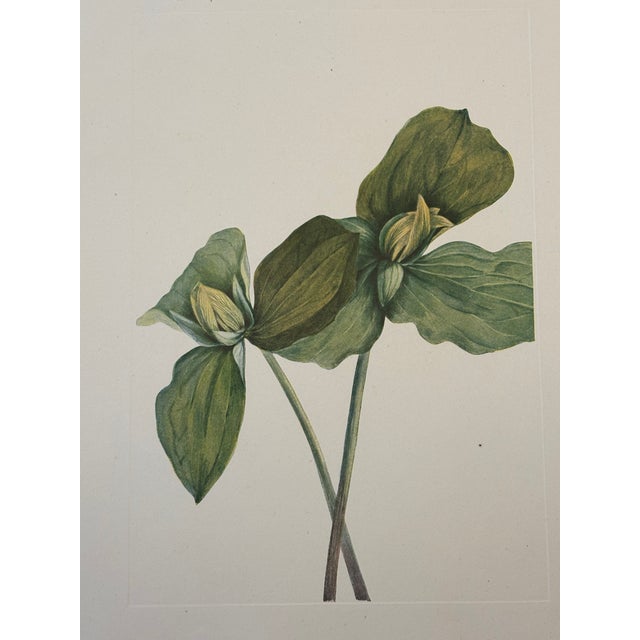 Late 19th Century Lovely 19th C. Botanical Color Print on Paper With Genus Biography - Toad Trillium - Set of 2 For Sale - Image 5 of 7