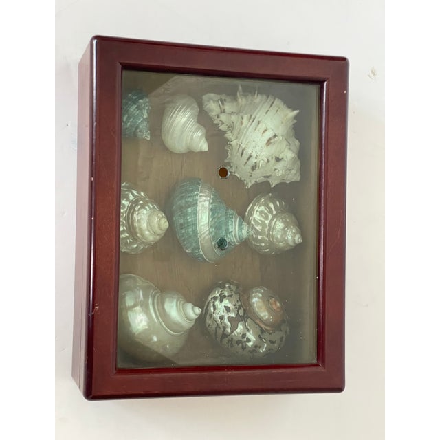 Natures Beauty great selection of mostly large mother of pearl sea shells in a mahogany box with glass top on hinges.