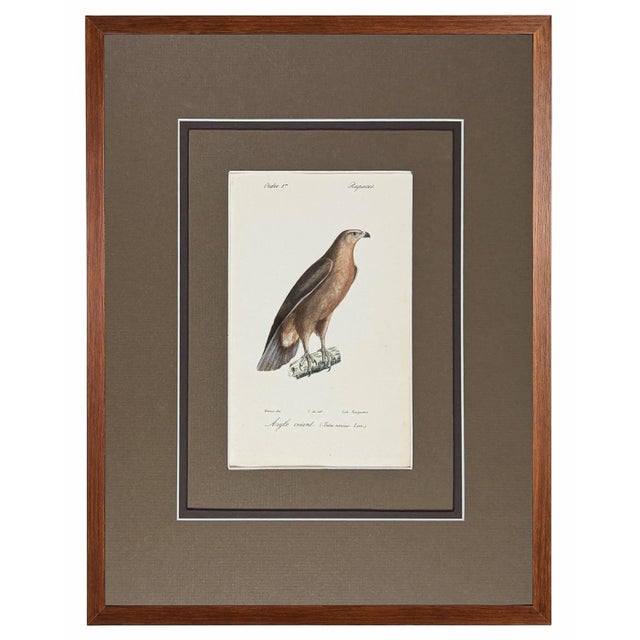 1828 French Raptor Gallery by Jean-Charles Werner | Set of 6 Hand-Colored Lithographs, Framed For Sale - Image 4 of 12