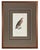 1828 French Raptor Gallery by Jean-Charles Werner | Set of 6 Hand-Colored Lithographs, Framed For Sale - Image 4 of 12