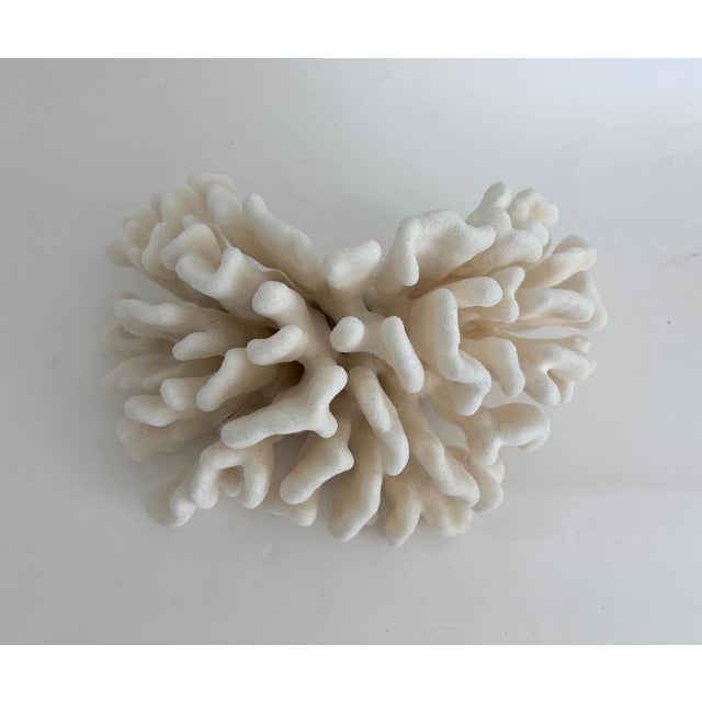 Shell Natural Pacific Elk Coral Specimen Coastal Home For Sale - Image 7 of 7