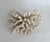 Shell Natural Pacific Elk Coral Specimen Coastal Home For Sale - Image 7 of 7