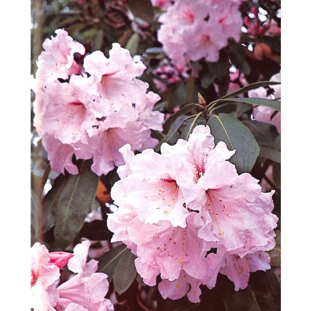 "The Rothschild Rhododendrons: A Record of the Gardens at Exbury" 1967 Phillips, c.e. & Barber, Peter N. For Sale - Image 12 of 12