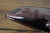 Vintage Iridescent Metallic Bronze Finish Porcelain Dolphin Figurine Sculpture For Sale - Image 10 of 12