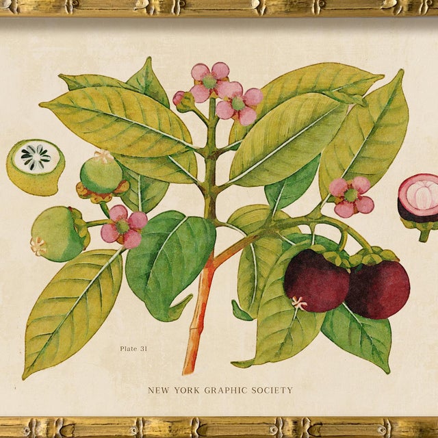 Illustration Reproduction Giclee Print of Vintage Fruit & Flowers (1) Art Print, Framed For Sale - Image 3 of 6