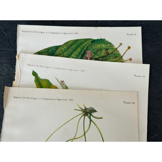 Paper Antique Botanical Art Prints Set of 3 For Sale - Image 7 of 10