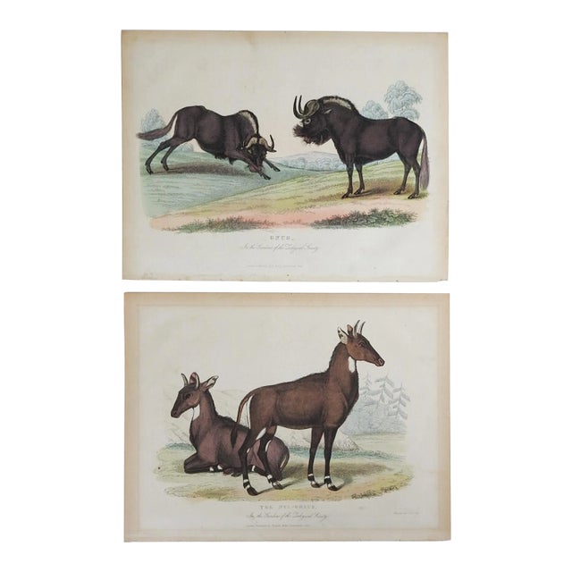 Antique 1850s Large Antelope - a Pair For Sale