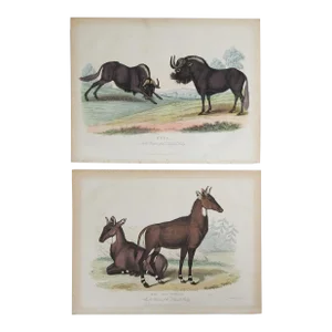 Antique 1850s Large Antelope - a Pair
