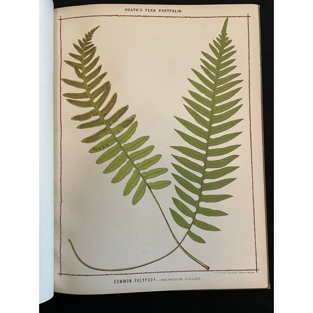 Green Heath's Fern Portfolio, 1885 Complete With 15 Chromolithographs For Sale - Image 8 of 18