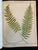 Green Heath's Fern Portfolio, 1885 Complete With 15 Chromolithographs For Sale - Image 8 of 18