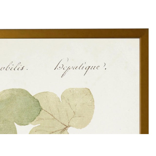 Art Print: Vintage Blue Anemone Bookplate Print in Gold Shadowbox Dimensions: 23" x 29"