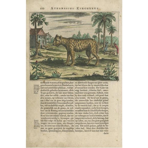 A. Kircher, Tiger, 1660, Print For Sale - Image 5 of 5