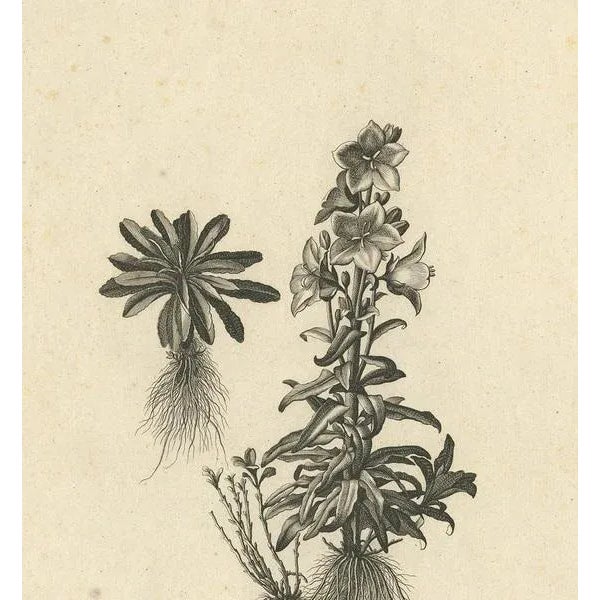Dodart, Campanula Americana, 1680s, Print For Sale - Image 3 of 5