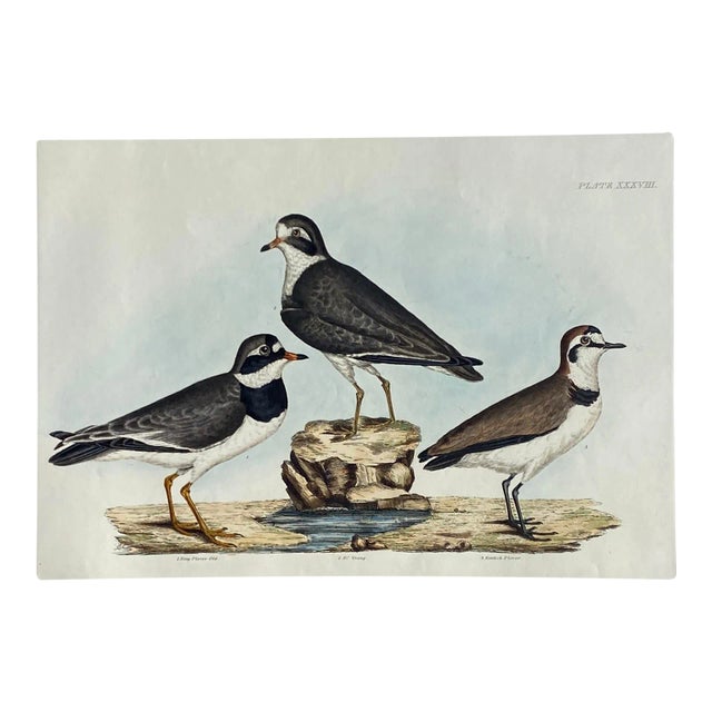 1840s John Selby Plover Ornithological Engraving For Sale