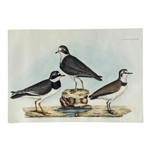 1840s John Selby Plover Ornithological Engraving