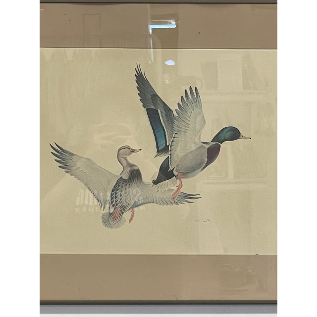 Vintage Framed Waterfowl Bird Print of Flying Ducks, Wildlife Wall Art For Sale - Image 9 of 10
