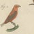 Beige Bertuch, Hoopoe, Roller and Crossbills, 1805, Print For Sale - Image 8 of 12