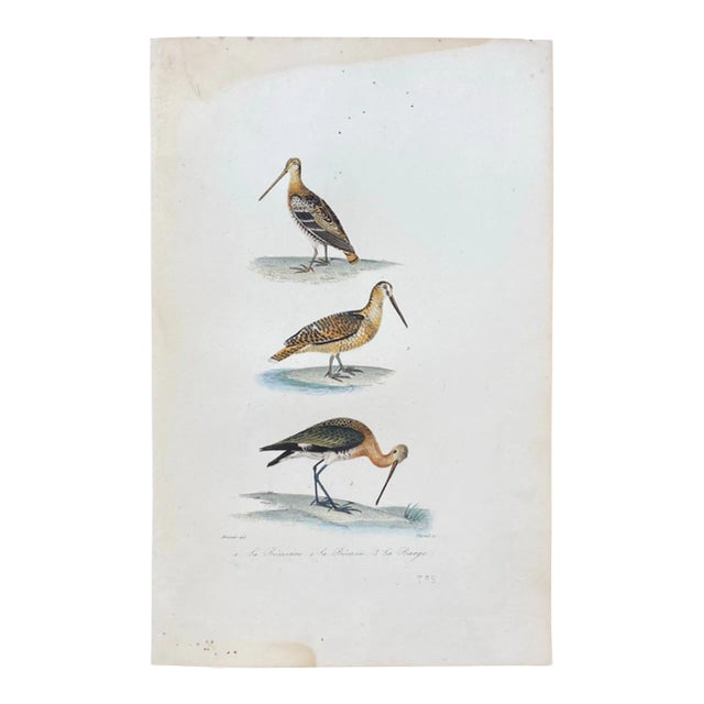French Antique 18th Century "La Becassine" Bird Engraving Hand Colored Signed Artwork For Sale