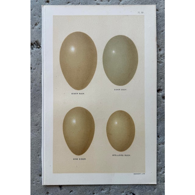Set of 8 English Late 19th Chromolithographs of Bird Eggs For Sale - Image 9 of 10