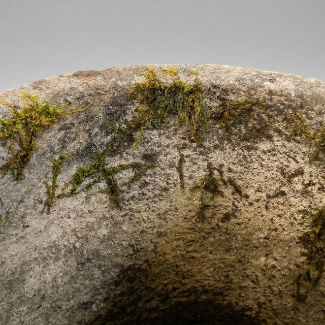 1950s Vintage French Garden Pot with Fluted Edges in Reconstituted Stone, 1950 For Sale - Image 5 of 8